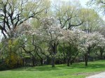 Park Drive